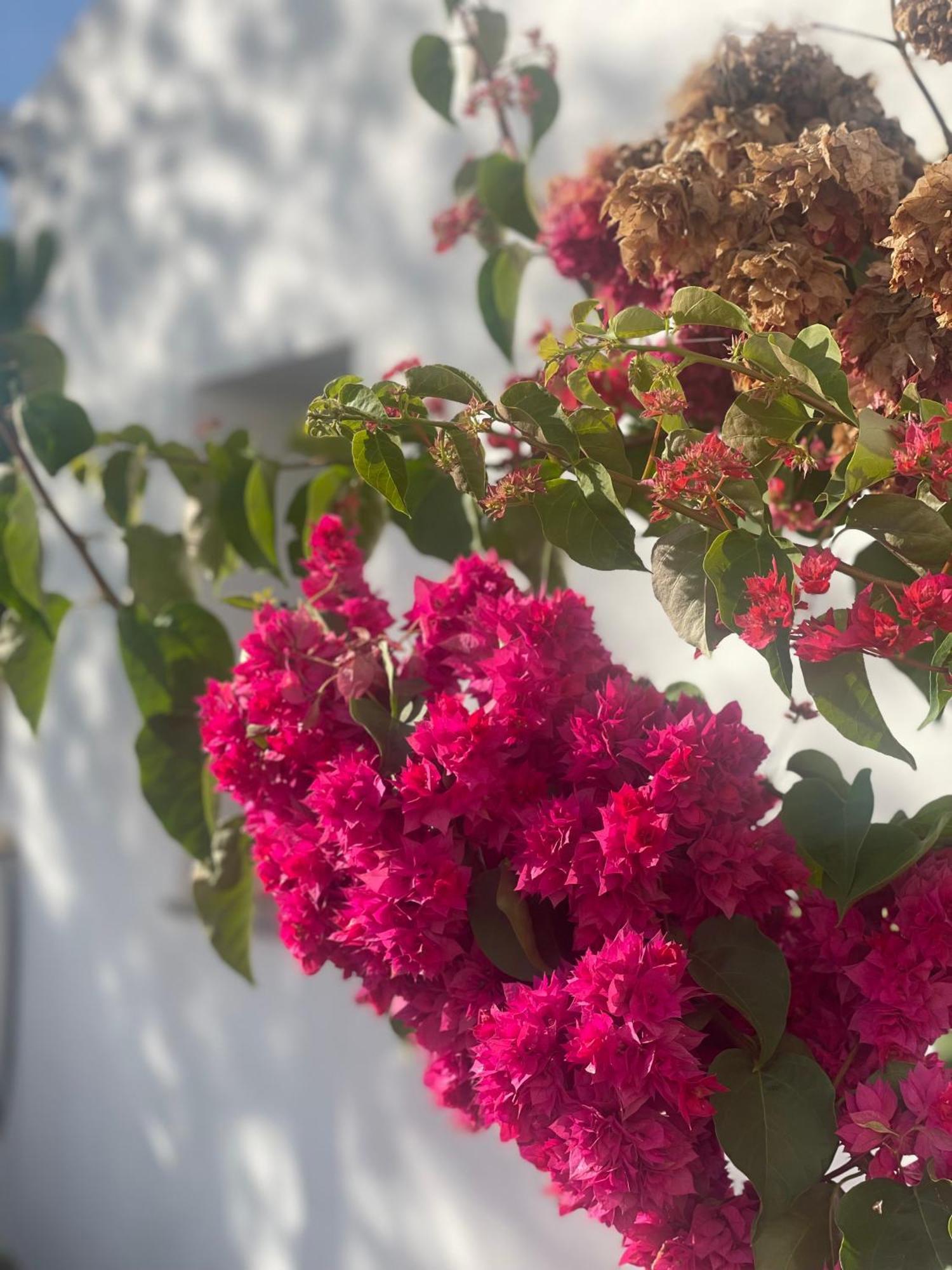 B&B Quinta A Fonte Tavira - Adults Only Luaran gambar
